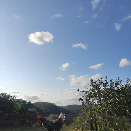 Casa de Férias Casa Dos Terranhos Tomar